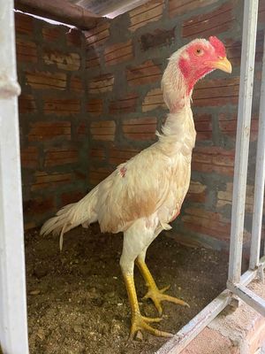Gà chọi bạch con của xám cựa. Mua bán Gà tại Huyện Hoài Đức Hà Nội được đăng bởi Nguyễn Hiền Thái