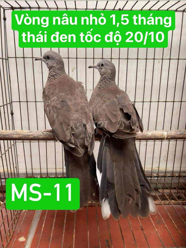 cu gáy thái. Mua bán Chim tại Quận Hoàng Mai Hà Nội được đăng bởi Hùng hình 1