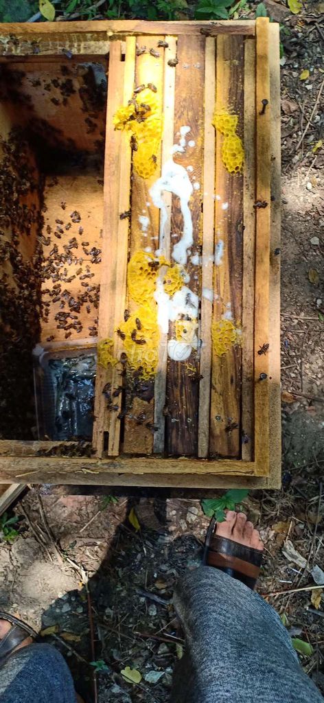 0355158441 - Trại ong Thanh Long Bán ong mật, ong dú giống