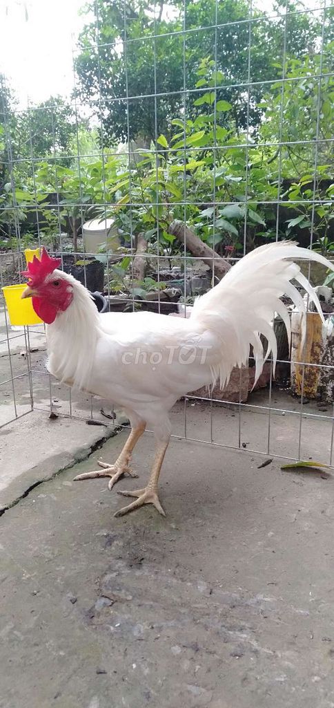 Gà trống 2.5kg màu Trắng. Mua bán Gà tại Huyện Phong Điền Cần Thơ được đăng bởi Ký cần Thơ  hình 1