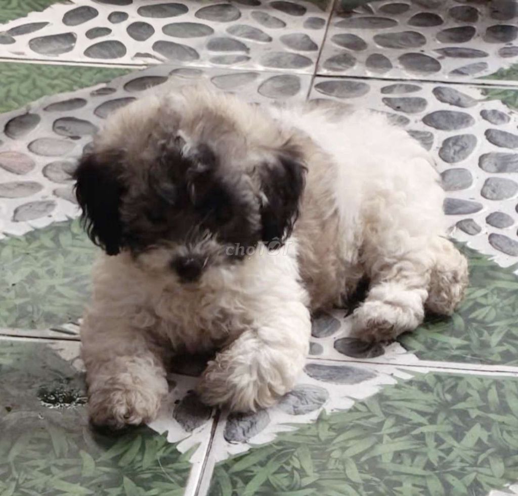 Chó Poodle lai trắng đen 5 tháng sức khỏe tốt. Mua bán Chó tại Quận Bình Tân Tp Hồ Chí Minh được đăng bởi Nh hình 1