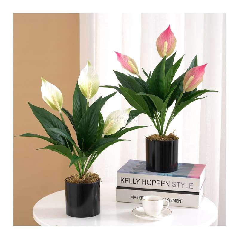 Cây lan ý giả 50cm (không chậu cây). Mua bán Cây cảnh, đồ trang trí tại Quận 8 Tp Hồ Chí Minh được đăng bởi Nguyên hình 1