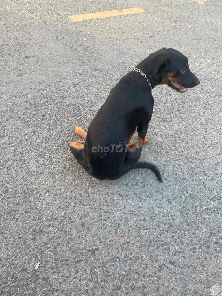 Chó. Mua bán Chó tại Thành phố Dĩ An Bình Dương được đăng bởi Lê Hồng Phúc hình 6