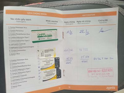 Chó Golden 1 tuổi