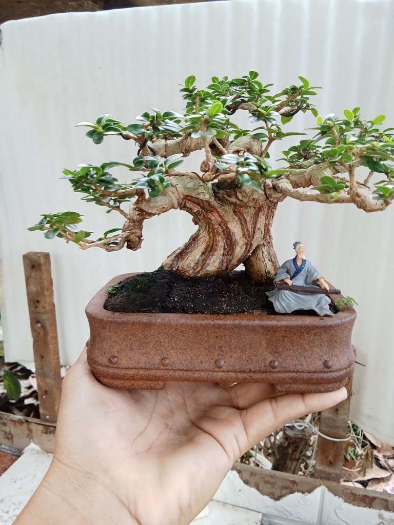 Bonsai mini thanh lý hết 7 em SH