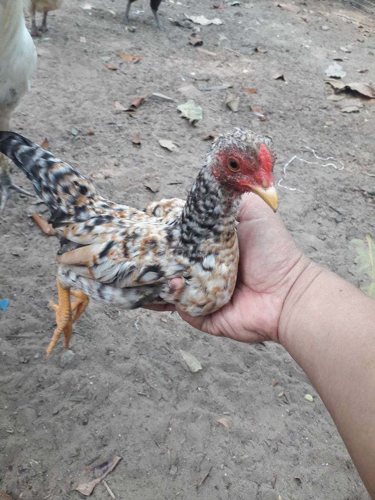 cặpGà tre bắc lứa. Mua bán Gà tại Huyện Kế Sách Sóc Trăng được đăng bởi Giang Nguyen hình 1
