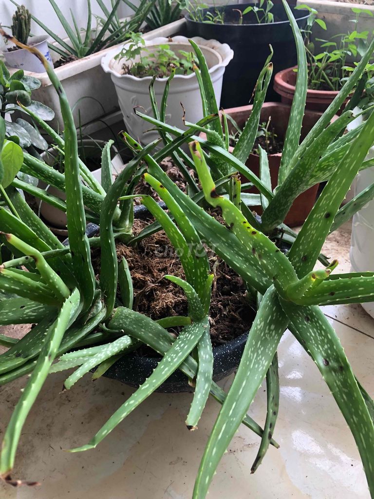 Cây Nha đam Xanh lá. Mua bán Cây cảnh, đồ trang trí tại Quận Cầu Giấy Hà Nội được đăng bởi Nguyen thi bich van hình 1