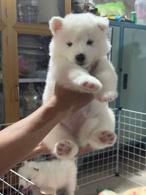 Chó Samoyed trắng lông dày
