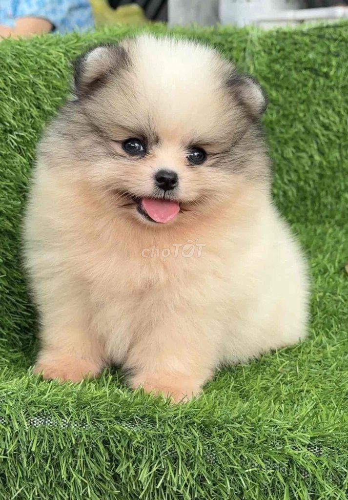 Pom mini Cún tại nhà. Mua bán Chó tại Huyện Bình Chánh Tp Hồ Chí Minh được đăng bởi Huỳnh Chân hình 6