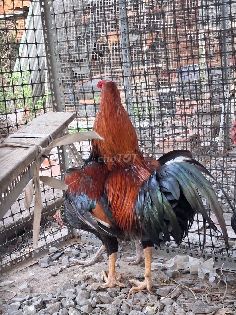 Gà nòi Asil Mỹ tơ. Mua bán Gà tại Huyện Củ Chi Tp Hồ Chí Minh được đăng bởi Gà nòi asil mỹ củ chi hình 1