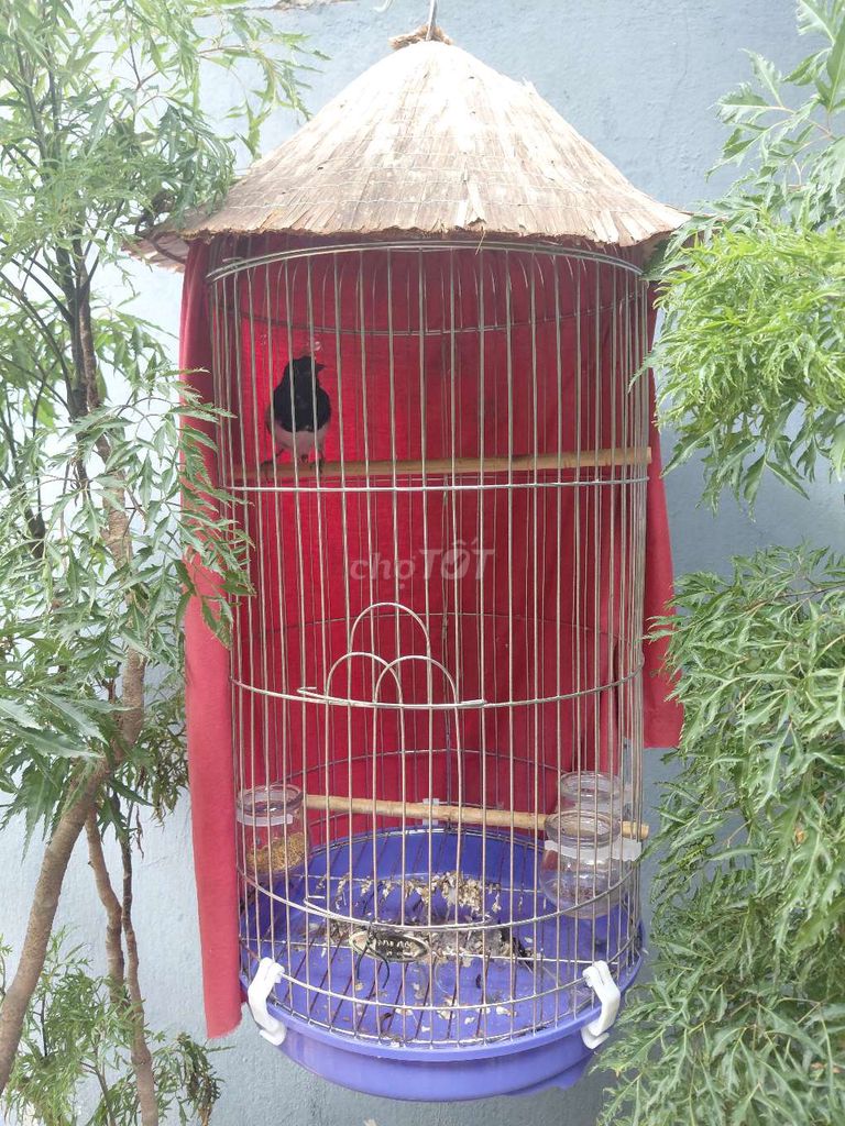 Chim chòe than đực Đen trắng. Mua bán Chim tại Huyện Gia Lâm Hà Nội được đăng bởi Hung nguyen hình 1