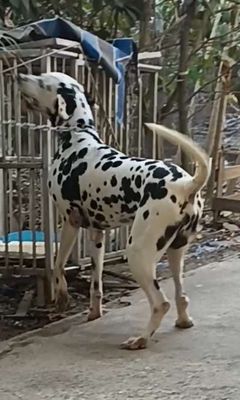 Chó Đốm Đực to bự khổng lồ, to gấp rưỡi con khác. Mua bán Chó tại Huyện Củ Chi Tp Hồ Chí Minh được đăng bởi Nguyễn Huy