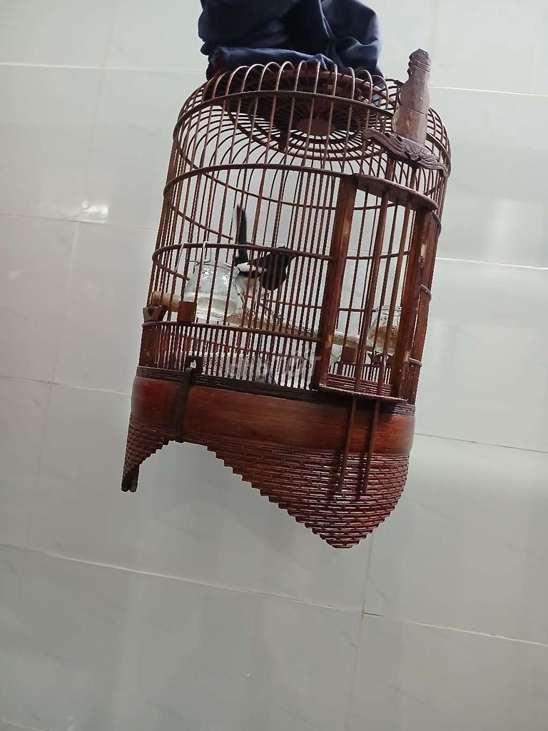 Chim chào mào hót hay dáng đẹp khỏe mạnh. Mua bán Chim tại Quận 12 Tp Hồ Chí Minh được đăng bởi Van Anh hình 1