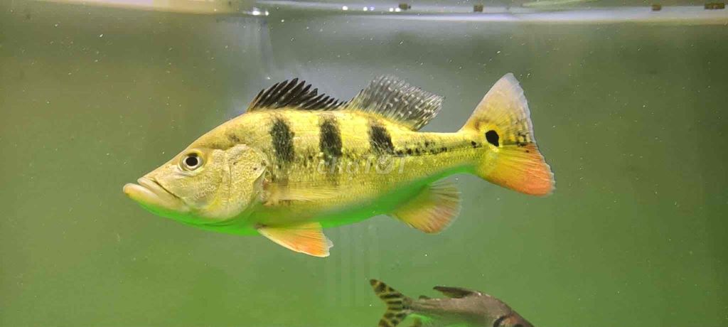 Cá hoàng bảo yến Vàng Semi short. Mua bán Thú cưng khác tại Huyện Củ Chi Tp Hồ Chí Minh được đăng bởi su gon hình 1