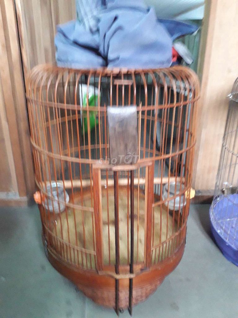 chon hết còn lồng kiến náy. Mua bán Chim tại Quận 12 Tp Hồ Chí Minh được đăng bởi than xòe  hình 1