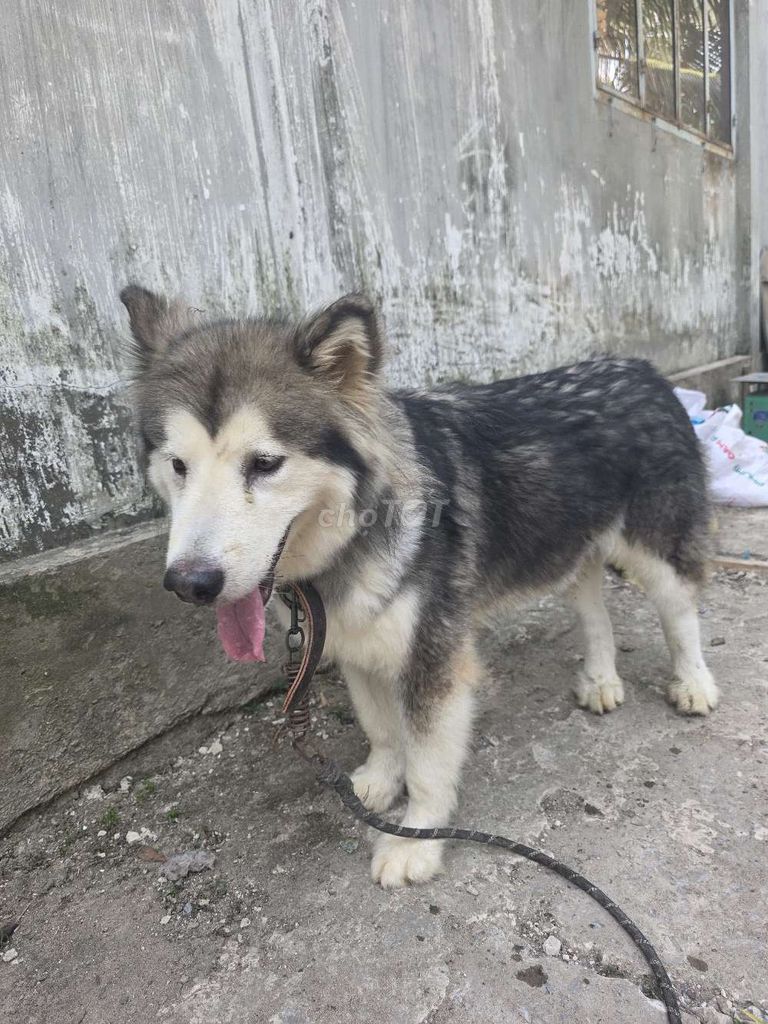Giá tốt cho cha mẹ nào yêu bé ạ..alaska cái 40kg. Mua bán Chó tại Huyện Châu Thành Bến Tre được đăng bởi VINAMEN FASHION hình 1