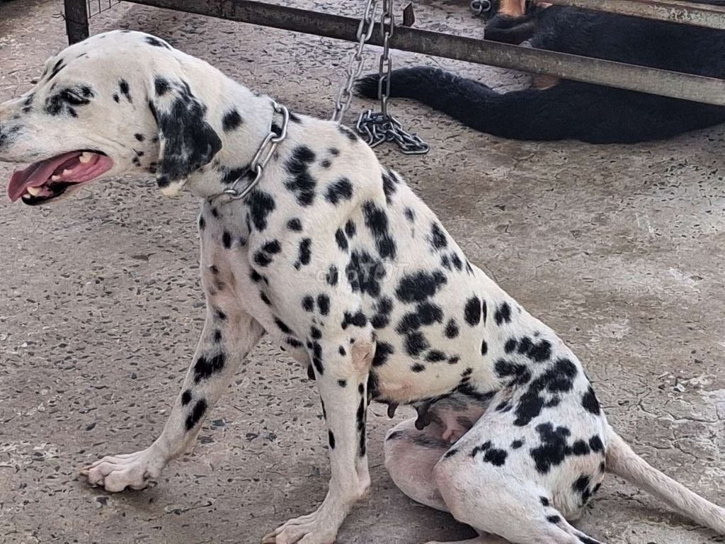 Chó Dalmatian cái đã sinh sản 1 lần. Mua bán Chó tại Thành phố Rạch Giá Kiên Giang được đăng bởi Nhân Rottweiler  hình 1