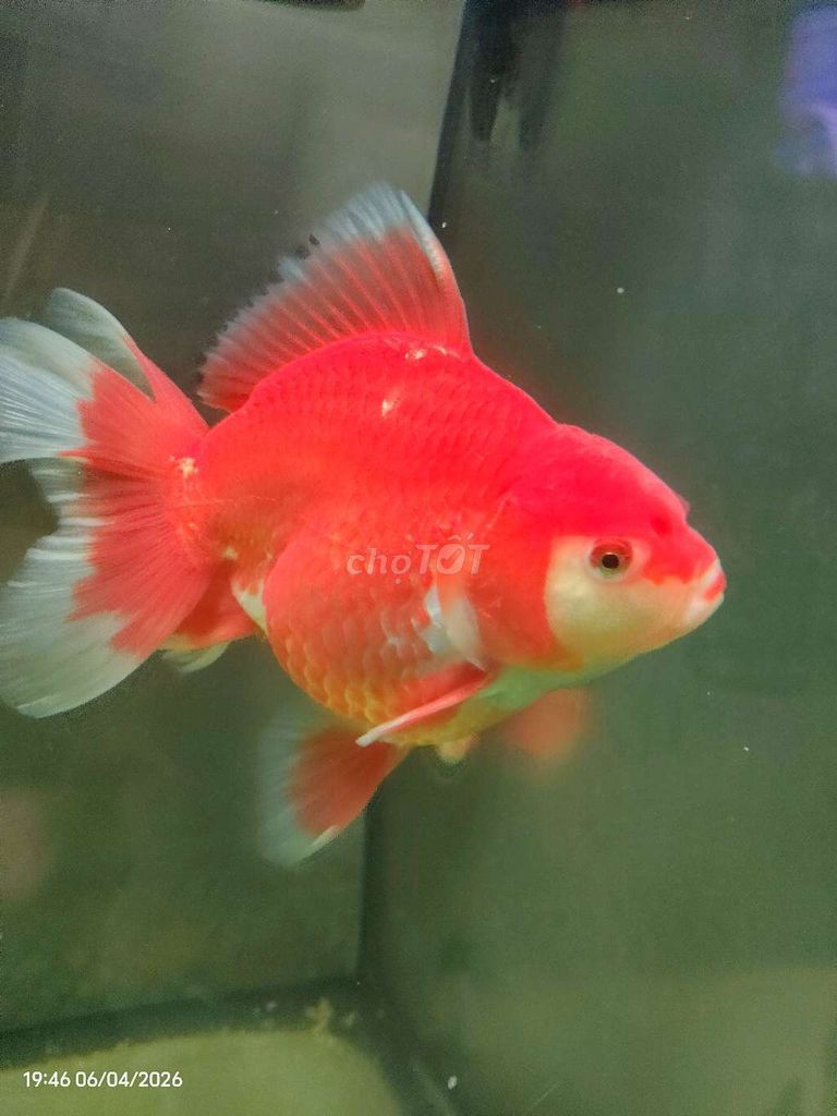 Cá Oranda 2bé 3-4 ngón tay Đỏ Đen. Mua bán Thú cưng khác tại Quận Bình Tân Tp Hồ Chí Minh được đăng bởi đức tâm hình 1