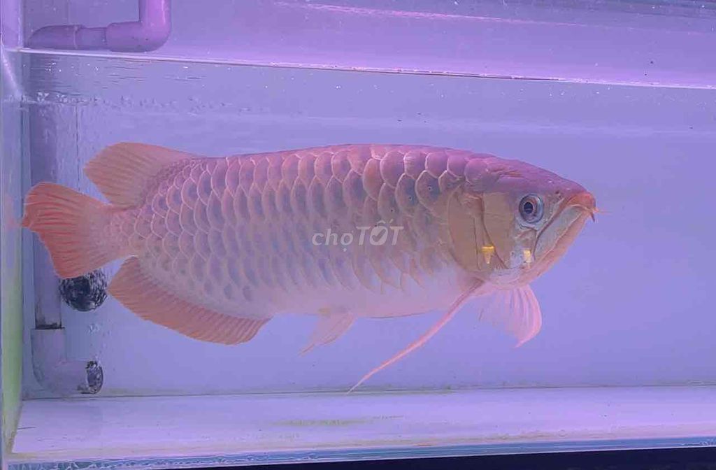 Cá cảnh Huết long sai 55. Mua bán Thú cưng khác tại Thành phố Dĩ An Bình Dương được đăng bởi Thái Nguyễn hình 1