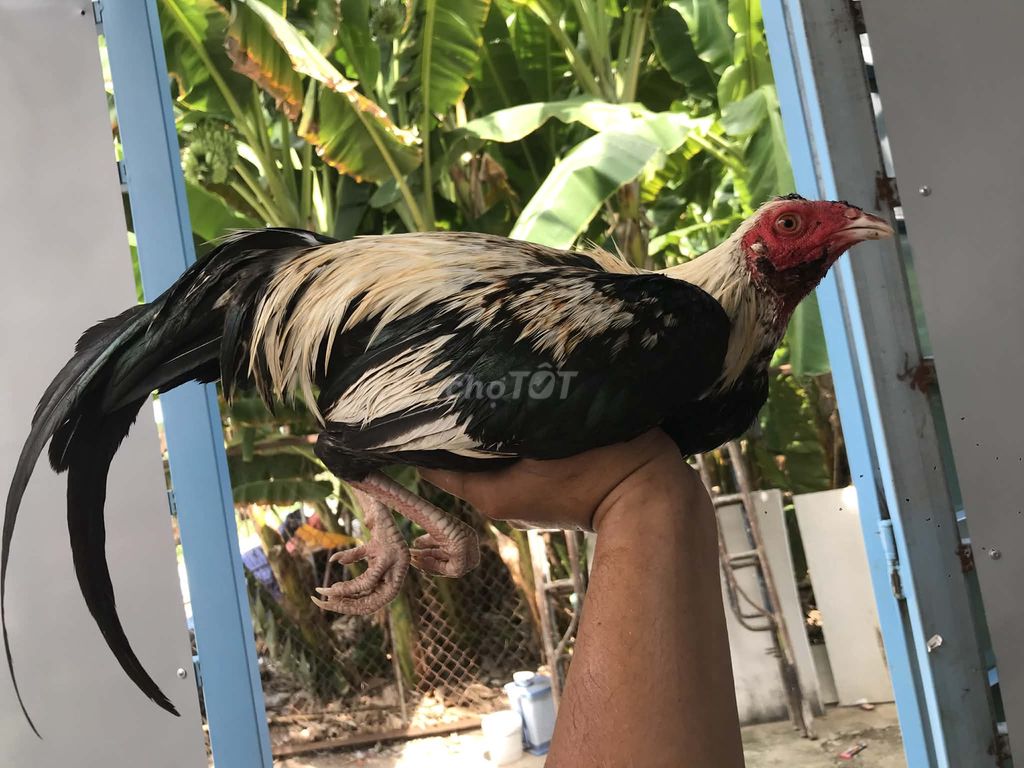 Gà trống Đen trắng, Nâu đen. Mua bán Gà tại Quận Ninh Kiều Cần Thơ được đăng bởi Bằng hình 1
