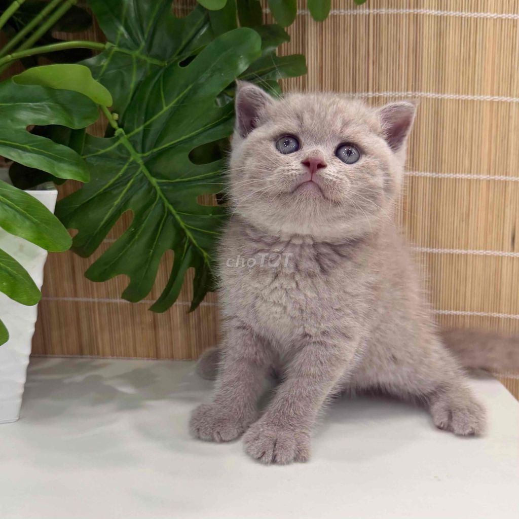 MÈO ANH LÔNG DÀI -LÔNG NGẮN NHÀ TRỒNG Q8. Mua bán Mèo tại Quận 8 Tp Hồ Chí Minh được đăng bởi Min Min hình 1