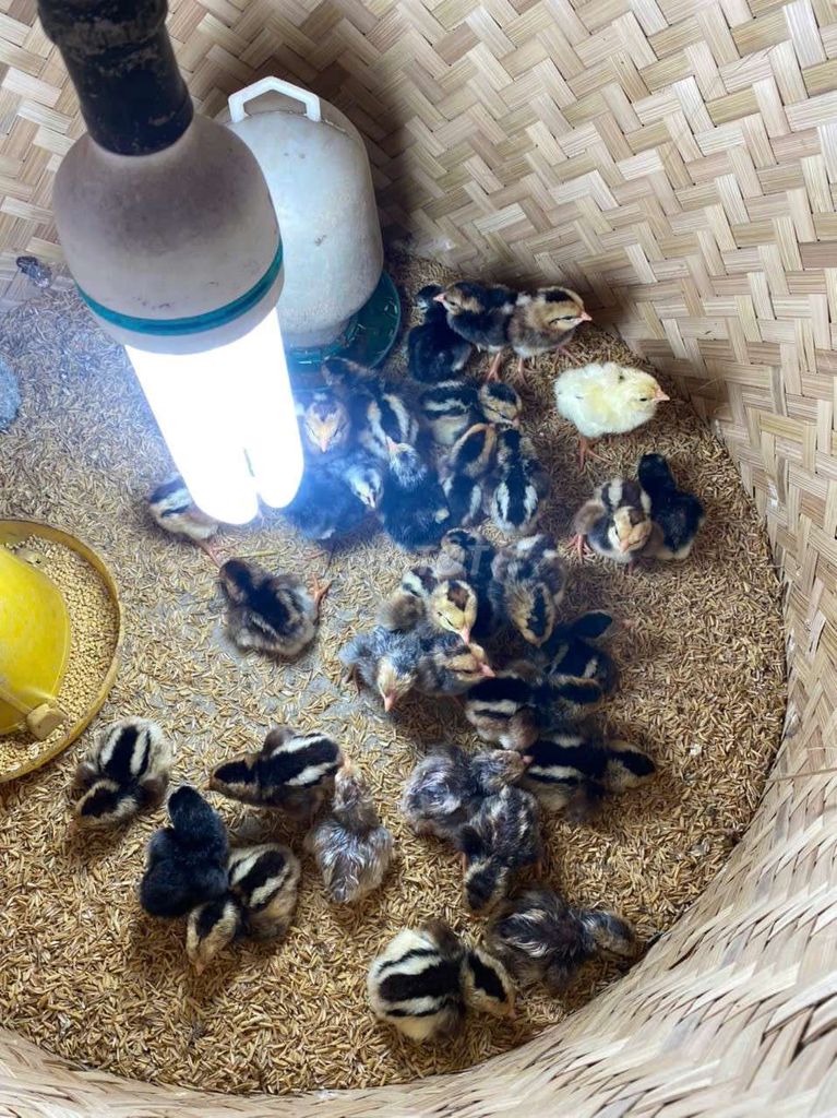 Gà con 1 tuần tuổi tía trân xanh. Mua bán Gà tại Huyện Phúc Thọ Hà Nội được đăng bởi Huấn cao hình 1