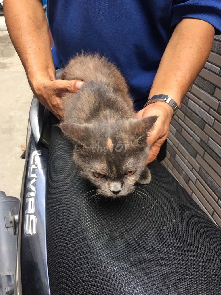 Mèo Anh Lông Ngắn Lai. Mua bán Mèo tại Quận Bình Thạnh Tp Hồ Chí Minh được đăng bởi Nguyễn Thị Mỹ Hiền hình 4