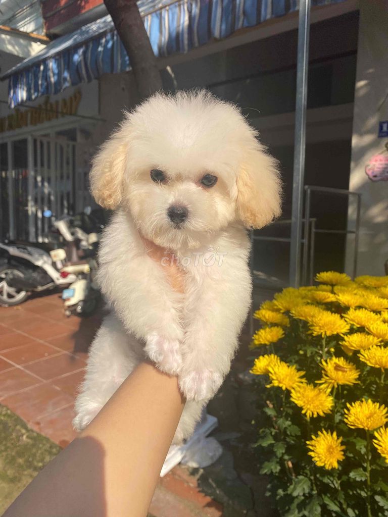Chó Poodle đực trắng đã tiêm vắc xin. Mua bán Chó tại Quận Liên Chiểu Đà Nẵng được đăng bởi SiSi Pet Shop hình 1