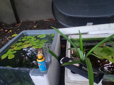 Thùng xốp ốp kính 80cm. Mua bán Phụ kiện, Thức ăn, Dịch vụ tại Quận 12 Tp Hồ Chí Minh được đăng bởi Thao Pham