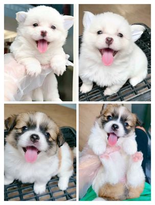 Chó Phốc Sóc f1 có tiêm ngừa