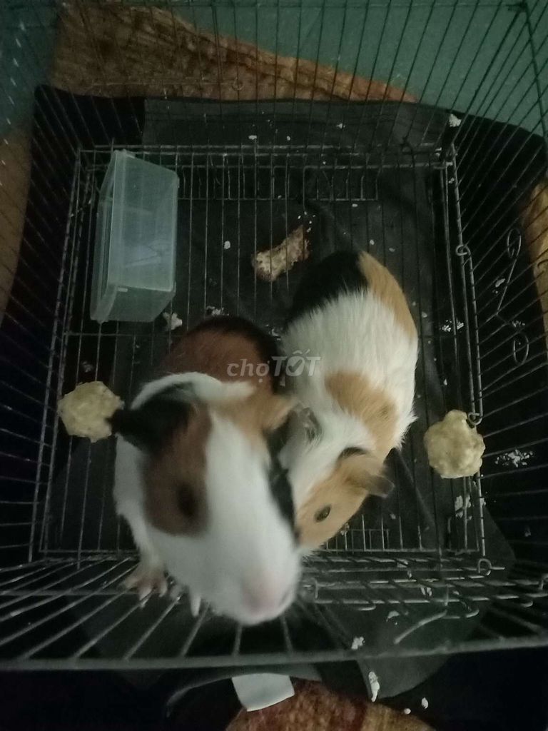 Chuột lang nhiều màu 2 con. Mua bán Thú cưng khác tại Thành phố Thuận An Bình Dương được đăng bởi Florentino hình 1