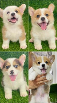 Chó Corgi đực cái 2 tháng tuổi