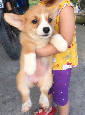 sen ơi ! Rước em Corgi đi ạ. Hứa sẽ ngoan^^