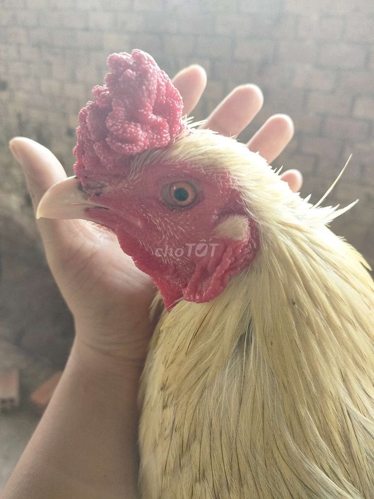 Gà Trắng 3kg Đực. Mua bán Gà tại Huyện Chợ Gạo Tiền Giang được đăng bởi Bảo Khang hình 1