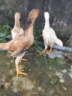Bộ 3 con gà tre nhật koshamo. Mua bán Gà tại Huyện Đức Hòa Long An được đăng bởi trantu
