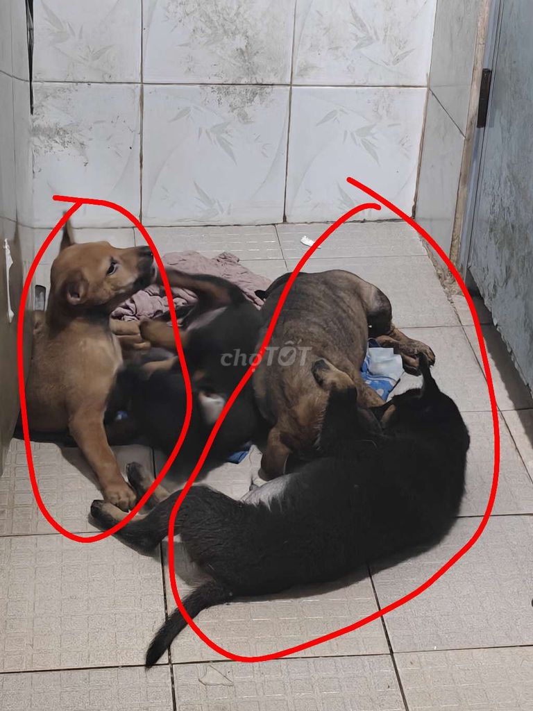 Phú Quốc lai chó ta đã tiêm ngừa + xổ giun. Mua bán Chó tại Huyện Đức Hòa Long An được đăng bởi PC GAMING hình 1