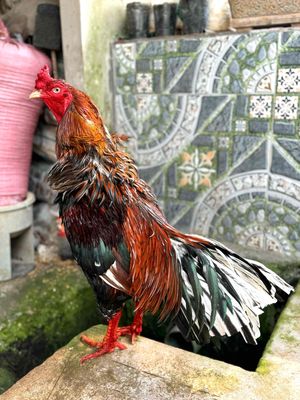 Nọc điều bông 3kg2 chân vuông mắt trắng. Mua bán Gà tại Quận Ô Môn Cần Thơ được đăng bởi Thanh Nam
