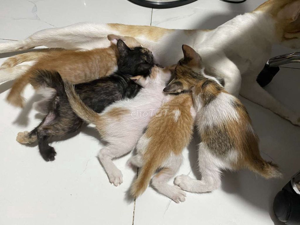 Bé mèo dễ thương, bám chủ - 1,5 tháng tuổi. Mua bán Mèo tại Huyện Bình Chánh Tp Hồ Chí Minh được đăng bởi Quyên hình 1