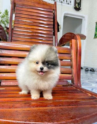 chó Phốc sóc thái thuần chủng lông  dày. Mua bán Chó tại Quận 12 Tp Hồ Chí Minh được đăng bởi T