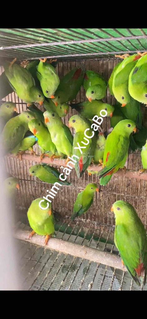 Chim cảnh nhỏ màu Xanh lá (cặp). Mua bán Chim tại Quận 12 Tp Hồ Chí Minh được đăng bởi đinh tuân hình 1