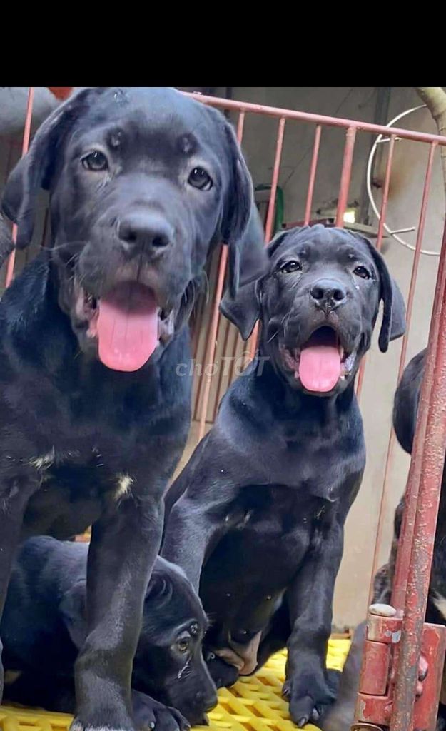 Chó Ngao Ý (Cane Corso)