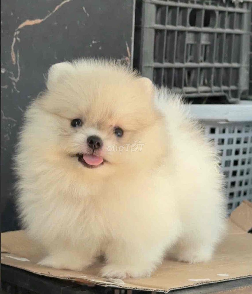 Chó Poodle màu mơ đã tiêm phòng. Mua bán Chó tại Huyện Bình Chánh Tp Hồ Chí Minh được đăng bởi mini pet house sài gòn hình 1