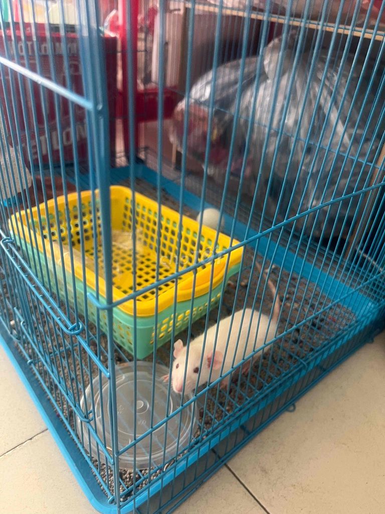 Chuột bạch Trắng. Mua bán Thú cưng khác tại Quận Bình Thạnh Tp Hồ Chí Minh được đăng bởi Nhân Quả hình 1