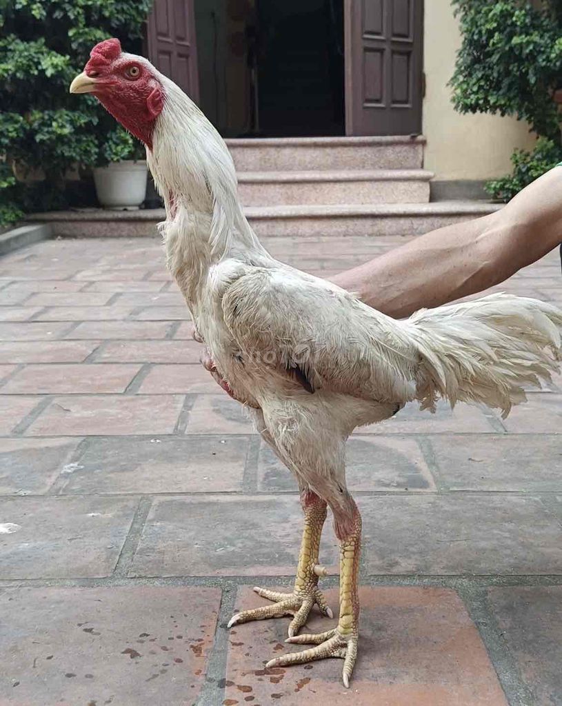 Gà chọi Thái Lan siêu tốc độ trạng 27. Mua bán Gà tại Huyện Mê Linh Hà Nội được đăng bởi Nguyễn trung hiếu hình 1