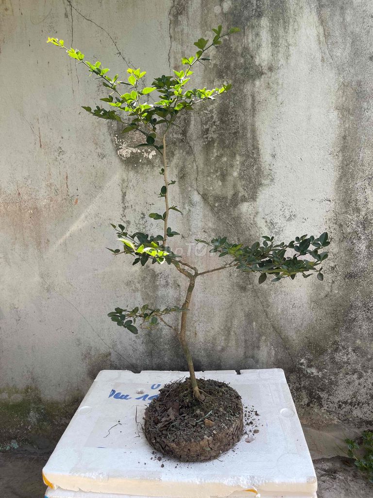 Cây cảnh Kim quýt. Mua bán Cây cảnh, đồ trang trí tại Quận Cái Răng Cần Thơ được đăng bởi Minh Phú Garden hình 1