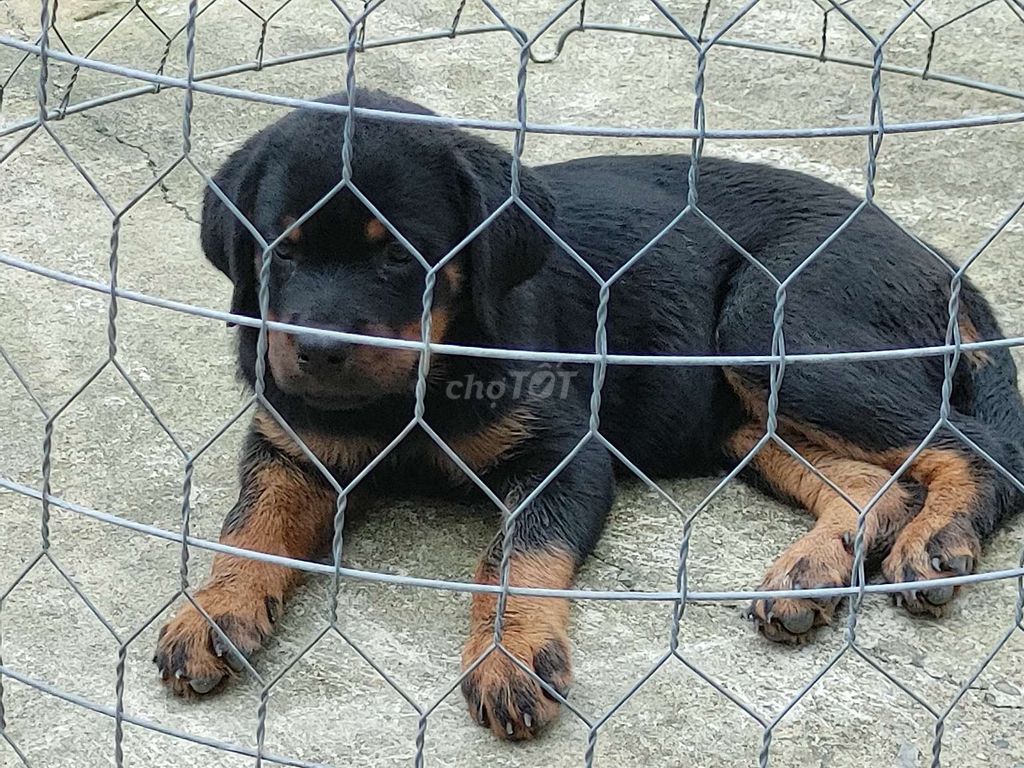 Rottweiler Làm Giống.Rottweiler. Mua bán Chó tại Thành phố Biên Hòa Đồng Nai được đăng bởi Nhân Rottweiler  hình 1