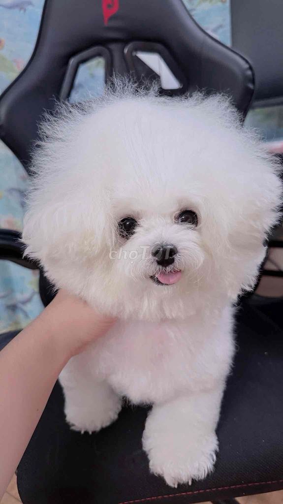 Chó Bichon Cái🤍. Mua bán Chó tại Quận Hoàng Mai Hà Nội được đăng bởi Dương hình 1
