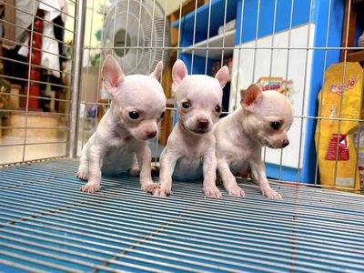 Chó Chihuahua size mini
