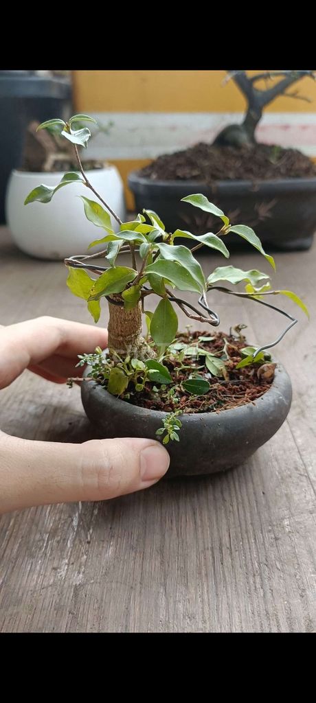 Hồng ngọc mai siêu mini [Bonsai để bàn]