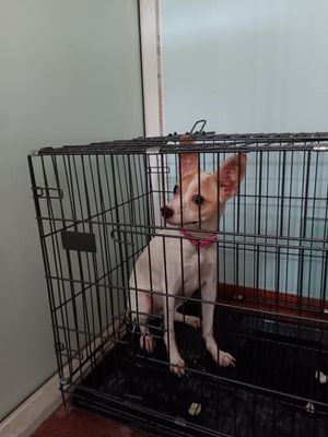 Bán chó Phốc sóc lai Chihuahua ( 6 tháng). Mua bán Chó tại Quận Hai Bà Trưng Hà Nội được đăng bởi Lý Thị Dung